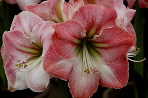 Hippeastrum 'Caprice'