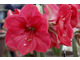 Hippeastrum 'Lagoon'