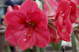 Hippeastrum 'Lagoon'