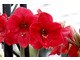 Hippeastrum 'Lagoon'