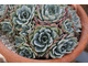 Echeveria elegans