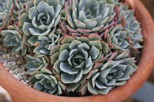 Echeveria elegans