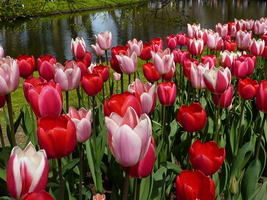 Tulipany