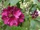 Kwitną różaneczniki (Rhododendron). Po przekwitnięciu kwiatostany delikatnie wyłamujemy