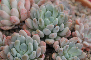 Pachyphytum