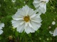 Cosmos (onętek) o białych kwiatach