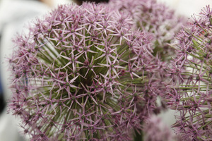 Allium 'Atlas'