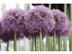Allium 'Gladiator'