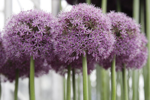 Allium 'Gladiator'