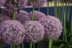 Allium 'Pinball Wizard'