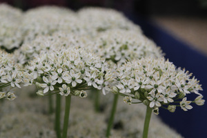 Allium multibulbosum