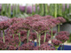 Allium 'Atropurpureum'