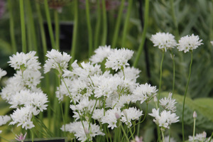 Allium zebdanense