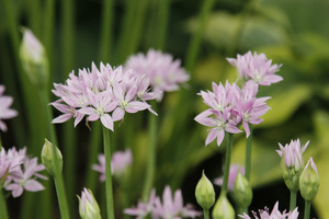 Allium 'Eros'
