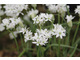 Allium 'Camaleon'