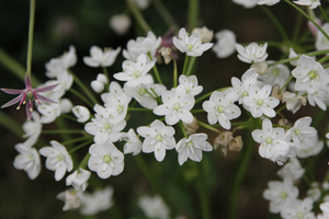 Allium neopolitanum