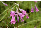 Dierama mossii 