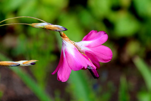 Dierama dracomontanum