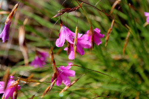 Dierama dracomontanum