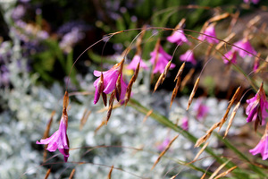 Dierama dracomontanum