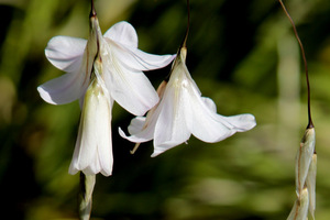 Dierama 'Guinevere'