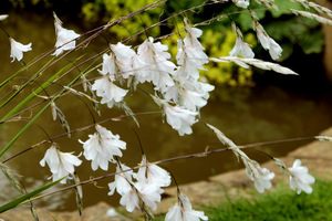 Dierama 'Guinevere'