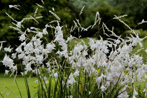 Dierama 'Guinevere'