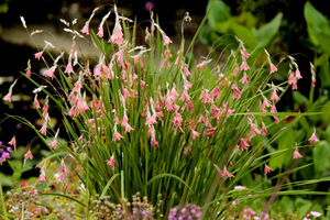 Dierama igneum jest niższa (60 cm) i kwitnie w lipcu