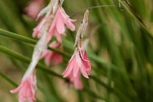 Dierama igneum