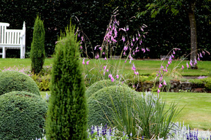 Dierama pulcherrimum