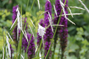 Dierama, a w tle storczyk Dactylorhiza purpurella