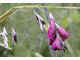 Dierama pulcherrimum