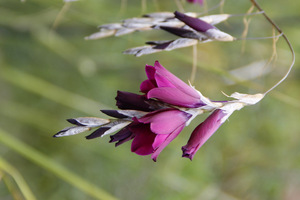 Dierama pulcherrimum