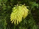 Kniphofia o zółtych kwiatach