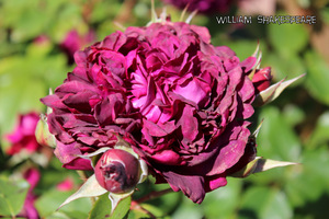 Róża 'William Shakespeare'