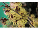 Hamamelis intermedia 'Pallida'