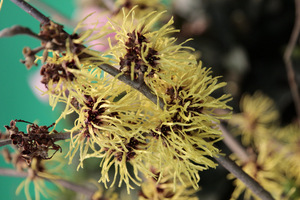 Hamamelis intermedia 'Pallida'