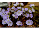 Hepatica nobilis grupa Multipetala