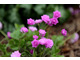 Hepatica nobilis 'Flora Plena'