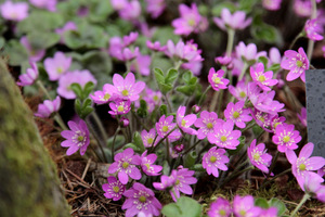 Hepatica nobilis 'Pink'