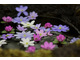 Różnorodność kolorów kwiatów przylaszczek