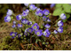 Hepatica nobilis 'Indigo Strain'