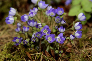 Hepatica nobilis 'Indigo Strain'