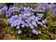 Hepatica nobilis