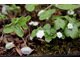 Hepatica nobilis 'Schlyters Double White'