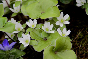 Hepatica maxima