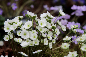 Hepatica japonica