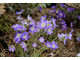 Hepatica japonica