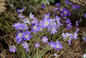 Hepatica japonica