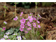 Hepatica pubescens